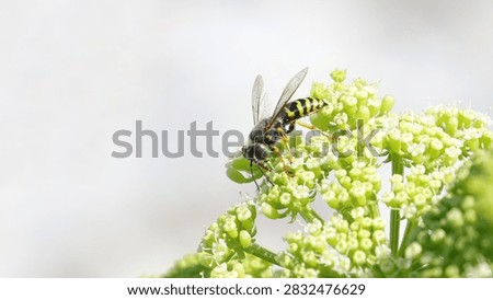 Something like a Hoverfly, Hover Fly or flower flies 