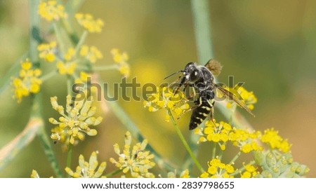 Something like a Hoverfly, Hover Fly or flower flies 