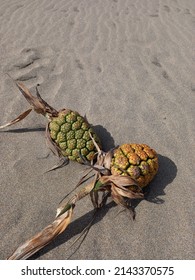 something like a pineapple lying on the beach sand