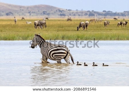 Something went wrong ... 4 ducklings following a mother Zebra taken at Amboseli Kenya, June 2021
