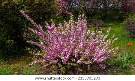 Sometimes called flowering plum or flowering almond (Prunus triloba)