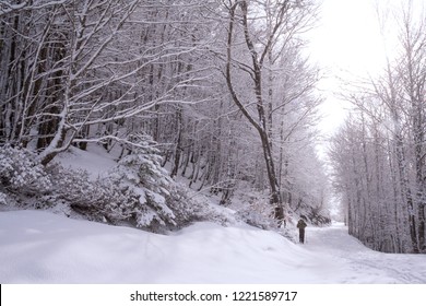 Somport, France. General View Of A Cross Country Female Skiier Moving The Middle Of A Full Of Snow Track With Trees At Each Side.