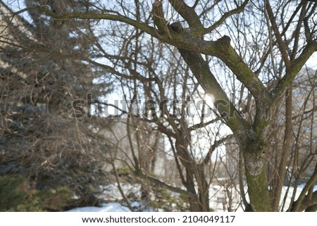 Son behing the trees in winter