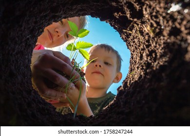 Son and mother planting plant together in pit in garden. View from hole from bottom up. Gardening and growing trees and sprouts in soil. Farmer child transplant strawberry bush in dug bed in ground