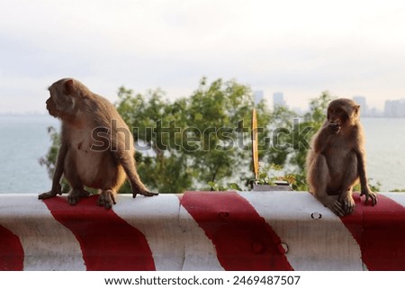 Son Tra, Son Tra Monkey Mountain, Monkey Mountain Da Nang, Sunset, Mountain View, Palm Tree, Nature, Viet Nam, Vietnam, Asia