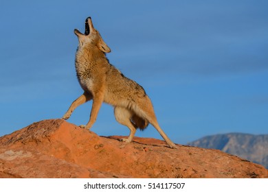 60 Coyote song Images, Stock Photos & Vectors | Shutterstock