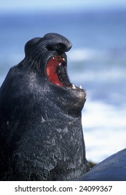 Song Of Sea Elephant In Antarctica