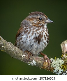 Song Sparrow