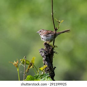 Song Sparrow