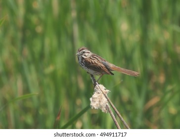 Song Sparrow