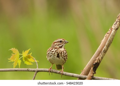 Song Sparrow