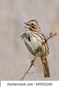 Song Sparrow