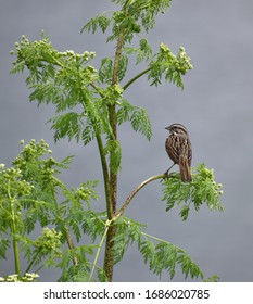 A song sparrow (Melospiza melodia) perched on a green plant of non-native poison hemlock (Conium maculatum) near Struve Slough in California.