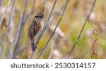 Song Sparrow on a branch