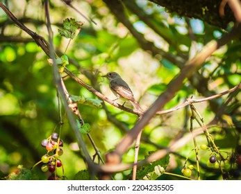 Song Sparrow On A Branch