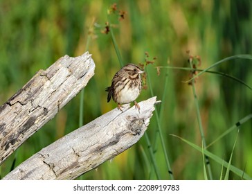 Song Sparrow Perched On A Broken Tree Branch.