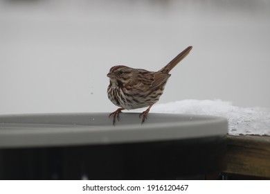 A Song Sparrow Perched On A Gray Heated Bird Bath Next To A Pile Of Snow And Ice. The Bird Is Drinking A Reliable Water Source And Show Off Its Striped Breast, Head, And Wings In This Winter Scene.