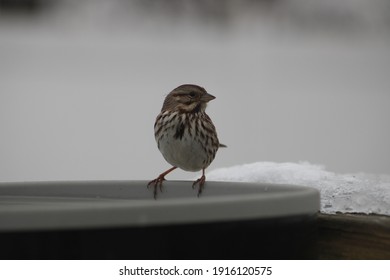 A Song Sparrow Perched On A Gray Heated Bird Bath Next To A Pile Of Snow And Ice. The Bird Is Drinking A Reliable Water Source, Looking To The Left, And Has A Striped Breast, Head, And Wings.