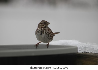 A Song Sparrow Perched On A Gray Heated Bird Bath Next To A Pile Of Snow And Ice. The Bird Is Drinking A Reliable Water Source, Looking To The Left, And Has A Striped Breast, Head, And Wings.