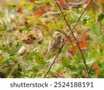 A song sparrow perched within the fall foliage. Eastern Neck National Wildlife Refuge, Kent County, Rock Hall, Maryland.    