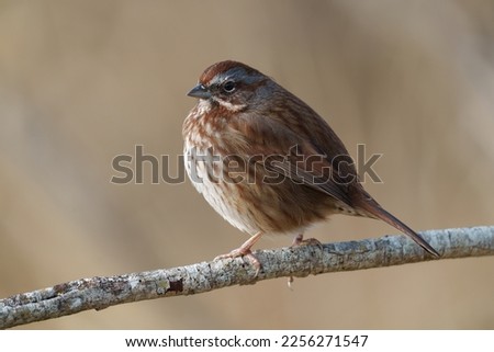 Song sparrow resting. This is a large, long-tailed sparrow with striking head pattern. Adults have black and white stripes on the head, while immatures show brown and tan.