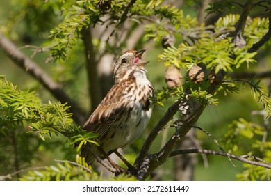 Song Sparrow singing with head tilted back and tongue showing.