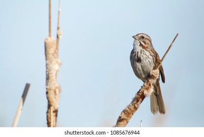 Song Sparrow singing to its mate on cattail vegetation in wetland habitat with blue sky background