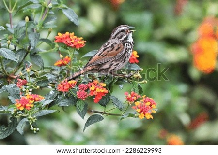 song sparrow singing while perched on lantana flowers