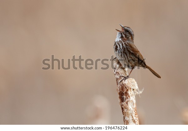 Song Sparrow sings his\
song