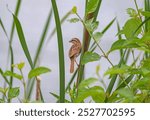 A Song Sparrow Watching From the Grasses in Horicon National Wildlife Refuge in Wisconsin