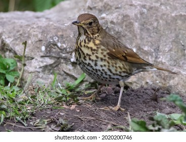 A Song Thrush Bird At A Nature Reserve.