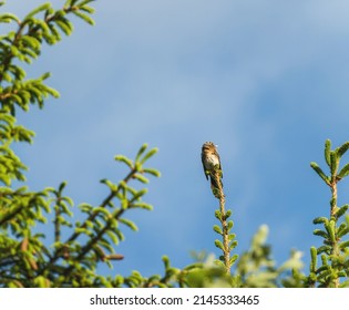 The Song Thrush Bird On Fir Fresh Branches