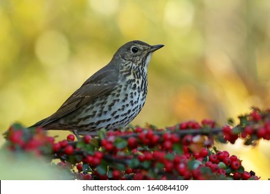 Song Thrush Bird Siting On Branch Close Up