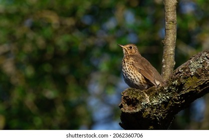 Song Thrush Bird Sitting On Tree Branch