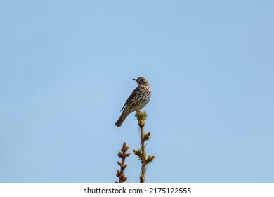 Song Thrush Bird Sitting On The Pine Tree Branch