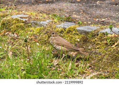 A Song Thrush With Earthworm In Its Beak In Spring