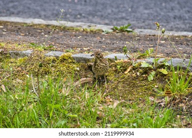 A Song Thrush With Earthworm In Its Beak In Spring