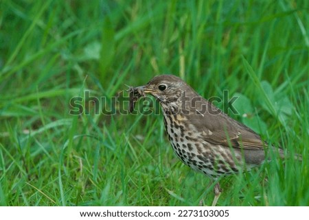 A Song Thrush gathering food