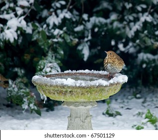 Song Thrush On Bird Bath In Snow