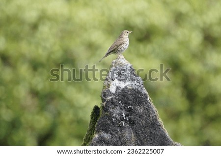 A Song Thrush perched on Neolithic Standing Stones at Lochbuie, Isle of Mull, Scotland