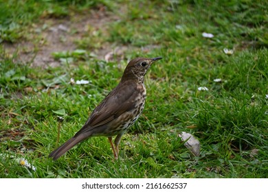 Song Thrush Seen On A Spring Day