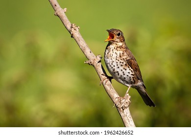 Song thrush singing on branch in sunlight with copy space