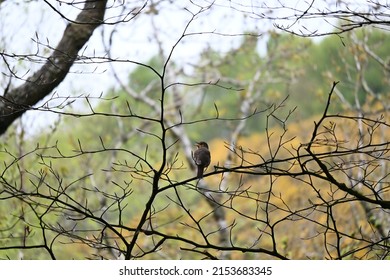 Song Thrush Singing On A Branch On A Spring Day