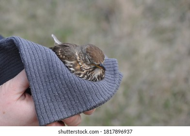 Song Thrush. Spring. Time For Birds