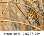 The Song Thrush (Turdus philomelos) from Dublin, Ireland, is a melodic European songbird known for its captivating tunes.