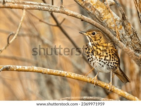 The Song Thrush (Turdus philomelos) from Dublin, Ireland, is a melodic European songbird known for its captivating tunes.