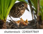 Song thrush (Turdus philomelos) feeding her hungry baby birds in the nest. 