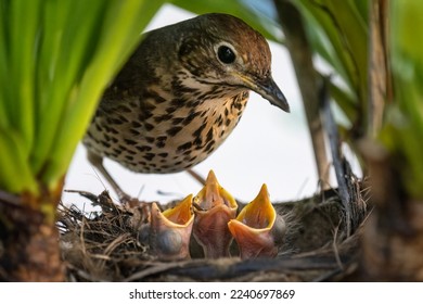 Canción torrencial (Turdus philomelos) alimentando a su bebé pájaros hambrientos en el nido. 