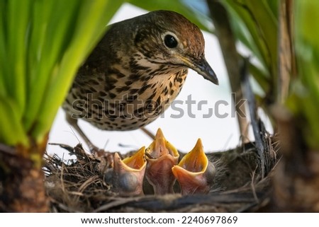 Song thrush (Turdus philomelos) feeding her hungry baby birds in the nest. 