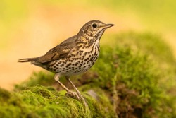 Song Thrush (Turdus Philomelos) On The Moss